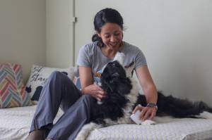 Photo by Caitlyn Anderson
Sarah Wheeler of Love Bug Pet Massage uses laser therapy on Piper the border collie to help relieve joint pain.