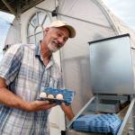 (Photo by David Welton)
Britt Fletcher collects eggs from a hand-cranked conveyor belt attached to a mobile solar-powered chicken coop.
