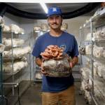 (Photo by David Welton)
Kai Fletcher proudly displays pink oyster mushrooms he grew.