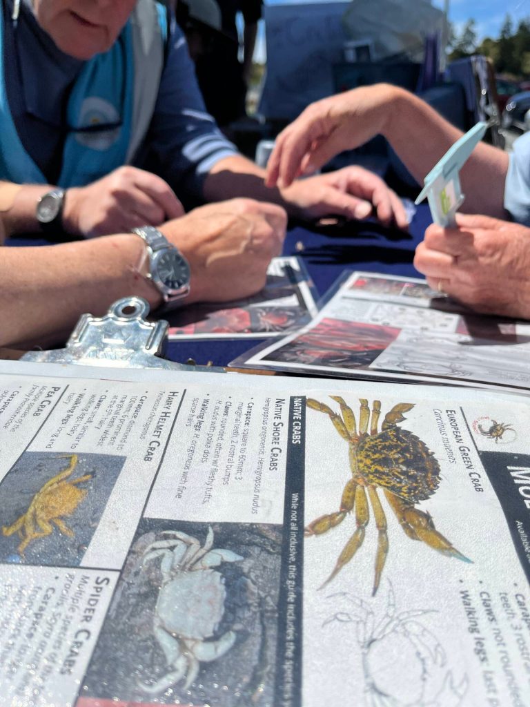 (Photo provided)
Sound Water Stewards, a Freeland-based nonprofit, in collaboration with the Washington Sea Grant and Washington State University, are training citizen scientists on how to conduct molt surveys and join the fight against the European green crab.