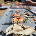 Surveying molts is easier than up-turning rocks and chasing down live crabs. In four-person teams, surveyors scour the beach for 20 minutes, logging the data into an app. (Photo provided)