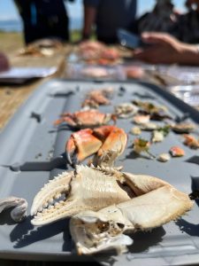 Surveying molts is easier than up-turning rocks and chasing down live crabs. In four-person teams, surveyors scour the beach for 20 minutes, logging the data into an app. (Photo provided)