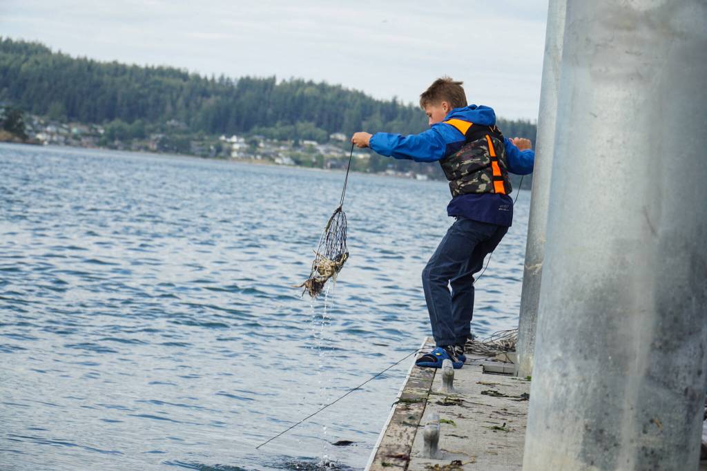 Weston Stewart harvests checks his net for crabs in Cornet Bay. (Photo by Sam Fletcher)