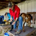 Ava Stamatiou, 18, of Langley polishes the hooves of her goat, Aspen, with a toothbrush and dish soap. (Photo by David Welton)