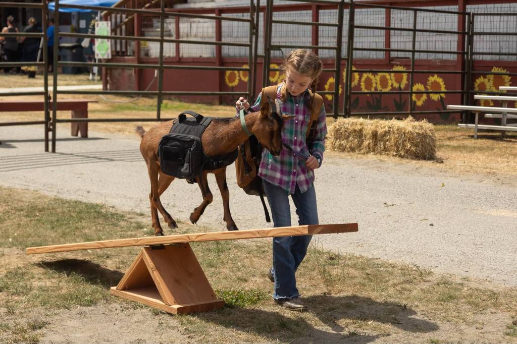 Lina Moreno, 8, of Greenbank leads her goat Dalliah through an obstacle course during the showmanship competition. (Photo by Caitlyn Anderson)