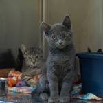 Rescue kitten Gatsby sits inside his kennel at the WAIF Ellery Cramer Family Animal Shelter. (Photo by Caitlyn Anderson)