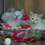 Rescue kittens Minnow and Tetra cuddle up inside their kennel. (Photo by Caitlyn Anderson)
