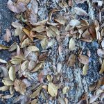 The tide consolidated a line of crab molts and other beach debris on Penn Cove this week. (Photo courtesy of Anne Dohmeier)