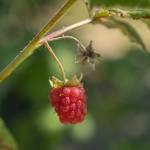 A raspberry on a vine inside the Oak Harbor Food Forest, July 19. (Photo by Caitlyn Anderson)