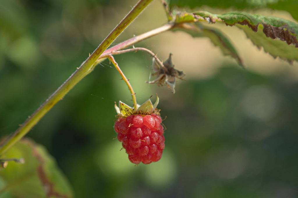 A raspberry on a vine inside the Oak Harbor Food Forest, July 19. (Photo by Caitlyn Anderson)