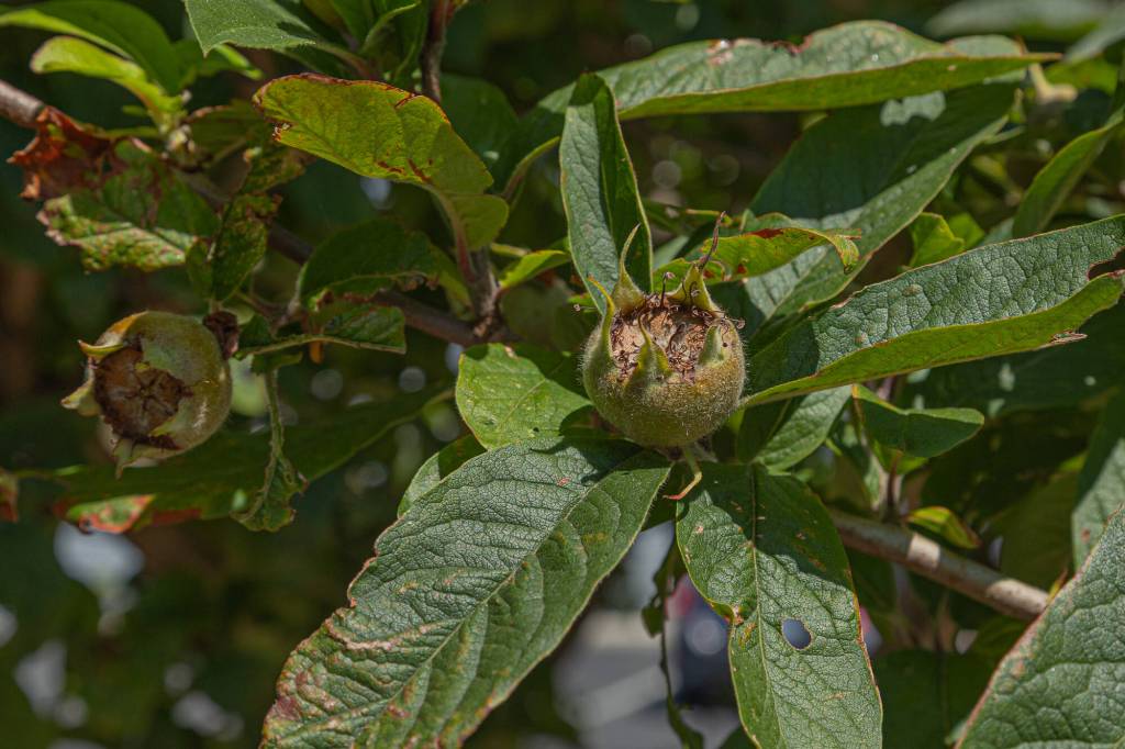Medlar fruit grows in the Oak Harbor Food Forest, July 19. (Photo by Caitlyn Anderson)