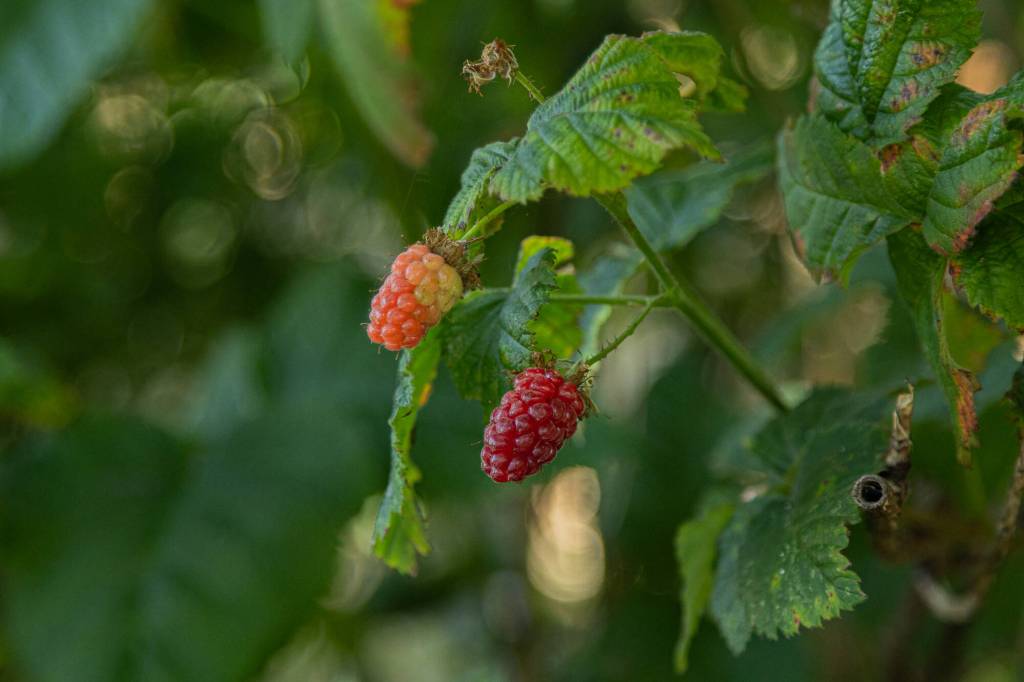 Blackberries grow on the vine inside the Oak Harbor Food Forest, July 19. (Photo by Caitlyn Anderson)