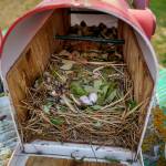 Purple martin eggs in a cedar-lined mailbox. (Photo by David Welton)