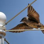 A purple martin flies high in Coupeville. (Photo by David Welton)