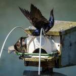 A nesting pair of purple martins outside their birdhouse in Lagoon Point. (Photo by David Welton)