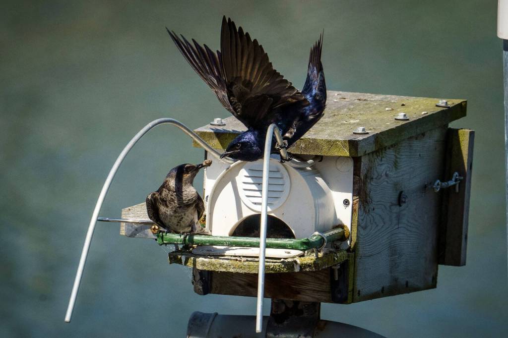 A nesting pair of purple martins outside their birdhouse in Lagoon Point. (Photo by David Welton)