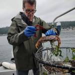 Photo provided
Whidbey Island Provisions co-creator Jean-Michel Pin crabs off Whidbey Island.