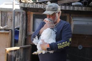 Photos by Kira Erickson/South Whidbey Record
Shawn Van Giesen shares a tender moment with Heineken, a giant white Bantam chicken.