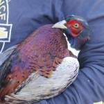 A ringtail pheasant has beautiful colors.
