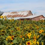 Photo by Luisa Loi
The Scenic Isle Farm has planted over 96,000 sunflower seeds to create the first sunflower patch on Ebeys Prairie.