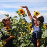 Photo by Luisa Loi
Corrie Chamberlin compares her and Alix Roos height to a particularly tall sunflower at Scenic Isle Farm in Coupeville.