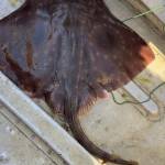 A three-foot-long big skate was caught and released near Holmes Harbor in South Whidbey in early August. (Photo by Sarah Kleparek)