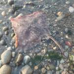 Photo by Cory Prusha
A 1.5-foot-long big skate washed ashore near Hastie Lake County Park in early August.