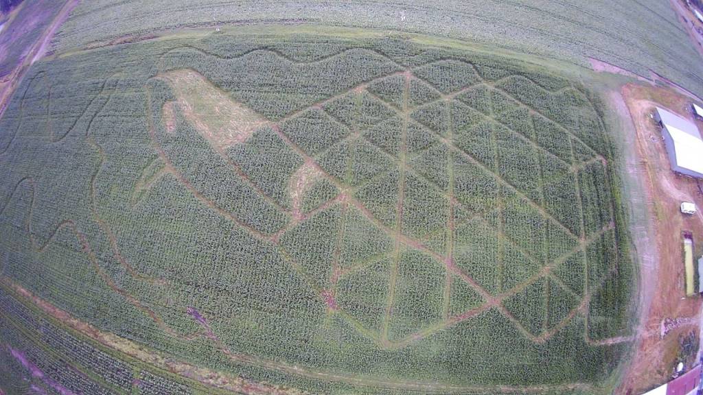 A drone photo of the whale maze. (Photo provided)