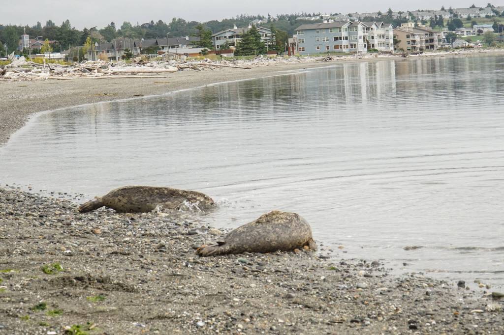Photo by Sam Fletcher
Recently released seal pups return to the ocean off City Beach in Oak Harbor on Monday.