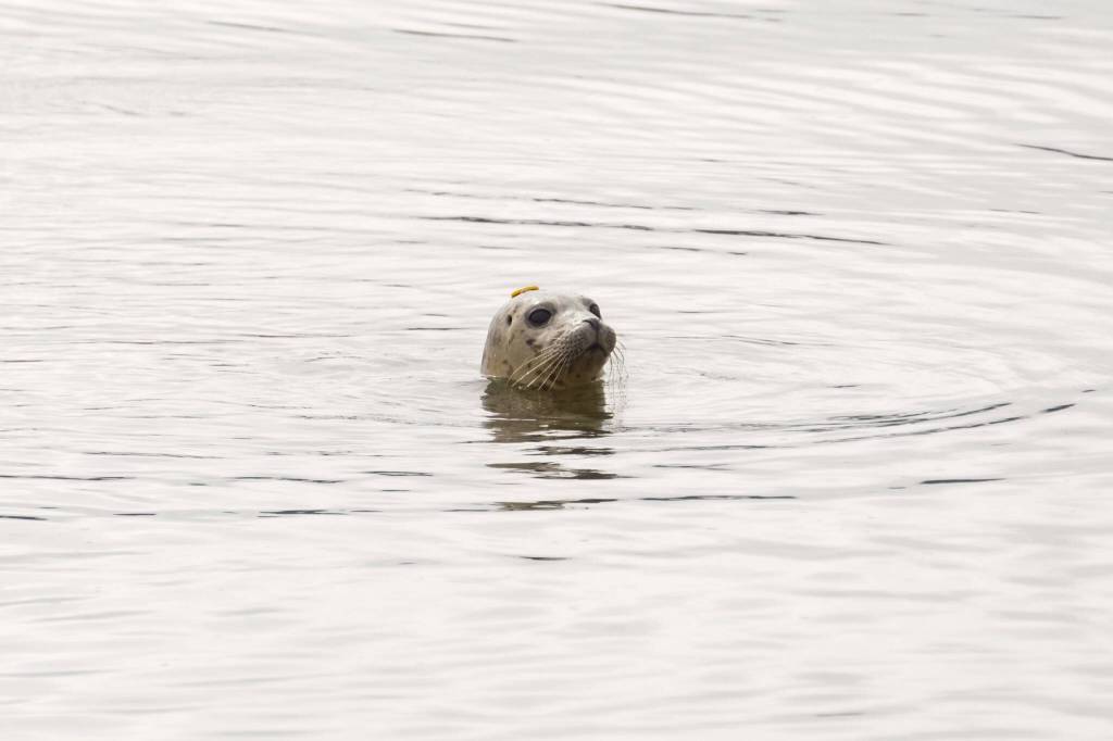Photo by Sam Fletcher
A seal pup, with a biodegradable tag on its head, enters the water after three months of rehabilitation.