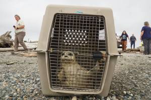 Photo by Sam Fletcher
A rehabilitated seal pup awaits freedom at Windjammer Park Monday.