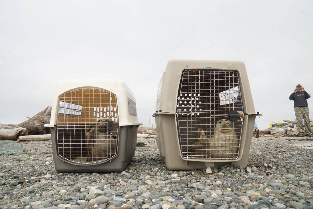 Rehabilitated seal pups await freedom at Windjammer Park Monday. (Photo by Sam Fletcher)