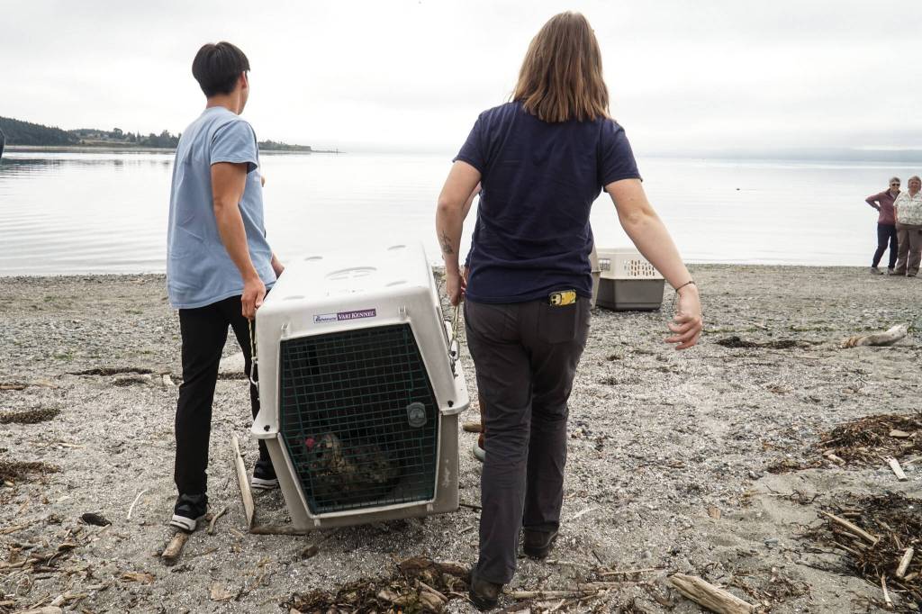 SR3 interns Ryan Ling and Lauren Johnson lug a seal to Windjammer Park, where it will be released. (Photo by Sam Fletcher)