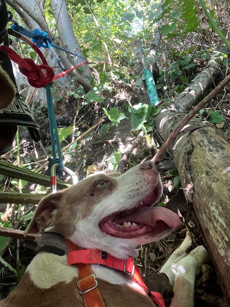 One of the grateful pooches rescued from a South Whidbey bluff. (Photo provided)