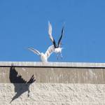 Photo by Sam Fletcher
Seagulls battle for the best spot atop the Oak Harbor Safeway.