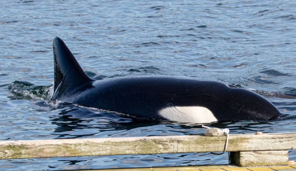 Photo by Rachel Haight
T46B3 or Sedna photographed near South Whidbey in 2020.