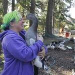 Photos by Kira Erickson/Whidbey News-Times
Dog the goose gives a kiss to Clementine Lee.