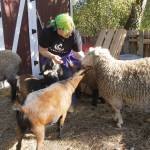 Clementine Lee gives treats to her sheep and goats.