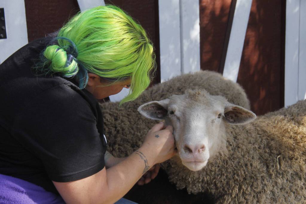Photo by Kira Erickson/Whidbey News-Times
Clementine Lee with Celeste, the first sheep she ever loved.
