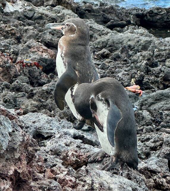 Photo provided
Penguins can also be found on the Galapagos Islands.