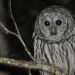 Photo by Cara Hefflinger
A grey owl sits in a tree. (Photo by Cara Hefflingher)
Photo by Cara Hefflingher
A gray owl sits in a tree on Whidbey Island.