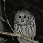 A grey owl sits in a tree. (Photo by Cara Hefflingher)