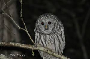 A grey owl sits in a tree. (Photo by Cara Hefflingher)