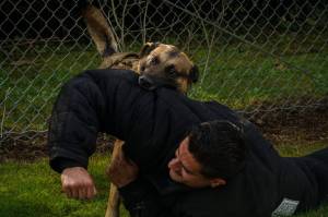 Photo by Sam Fletcher
Navy working dog Simba bites MA2 Christian Ramirez for a demonstration.