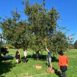 Photo provided
Woodhaven High School students spent the fall picking apples all around South Whidbey.