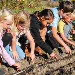 (Photo by Luisa Loi)
Vivian Watt, Matilda Carlson, Deegan Jimenez , Jensen Schoonover, Walden Miller and Arlo Keohane make sure the garlic cloves are evenly spaced.
