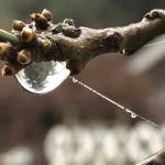 (Photo by Kim Larsen)
The Dragons Paw.