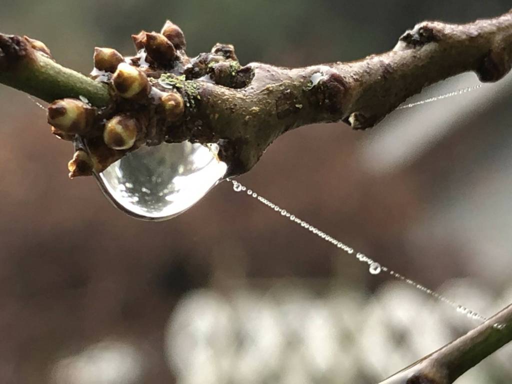 (Photo by Kim Larsen)
The Dragons Paw.