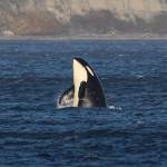 Sarah Geist photographed the orcas on Nov. 4.