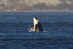 Sarah Geist photographed the orcas on Nov. 4.